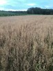 owies breton - 7