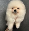 Szpic Pomeranian sunia - 3