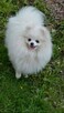 Szpic Pomeranian sunia - 4