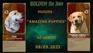 Szczeniaki / miot / psy Golden Retriever Związek Kynologiczn - 1