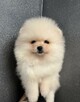 Szpic Pomeranian sunia - 2