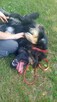 Do adopcji owczarek niemiecki, duży, długowłosy 2letni - 5
