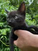 Oddam kotka w dobre ręce :) - 3