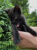 Oddam kotka w dobre ręce :) - 2