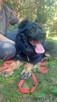 Do adopcji owczarek niemiecki, duży, długowłosy 2letni - 7