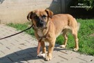 Bigos pies do adopcji - 3