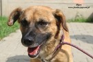 Bigos pies do adopcji - 5