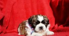 Shih-Tzu zachodniopomorskie - 7