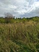 DZIAŁKA PYRZYCE GM. PYRZYCE POW.3001M2. - 1
