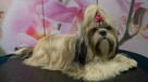 Shih-Tzu zachodniopomorskie - 4