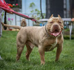 American Bully XL - 3