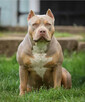 American Bully XL - 4