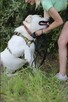 Kapsel ok.2 let.pies w ty; Labka czeka na dom Płońsk - 2