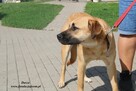Dasza spokojna suka - 3