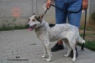 Bafi łagodny pies szuka człowieka - 6