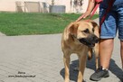 Dasza spokojna suka - 13
