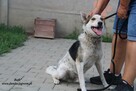 Bafi łagodny pies szuka człowieka - 9