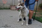 Bafi łagodny pies szuka człowieka - 3