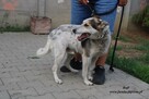 Bafi łagodny pies szuka człowieka - 2