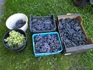 Brzoskwinie i winogron ekologiczne dorodne bez chemii - 7