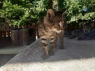 pilne!! Niuniuś ok.2 mczny tygrysek czeka na dom Grażyna Waw - 2