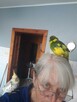 Sprzedam papuge ręcznie karmioną - 3