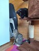 Kociaki do adopcji - 4