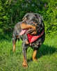 Dostojny, majestatyczny, silny Diego w typie rottweilera! - 5