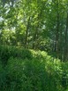 Sprzedam młody las. - 3