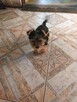 Yorkshire terrier Gotowe do odbioru 1200zl - 6