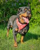 Dostojny, majestatyczny, silny Diego w typie rottweilera! - 6