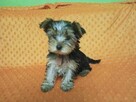 Yorkshire terrier Gotowe do odbioru 1200zl - 1