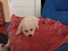 Bichon Frise - 2