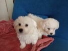 Bichon Frise - 1