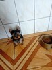 Yorkshire terrier Gotowe do odbioru 1200zl - 4