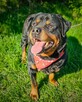 Dostojny, majestatyczny, silny Diego w typie rottweilera! - 3