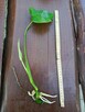 Monstera deliciosa - 2