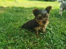 Yorkshire terrier Gotowe do odbioru 1200zl - 3