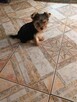 Yorkshire terrier Gotowe do odbioru 1200zl - 7