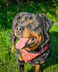 Dostojny, majestatyczny, silny Diego w typie rottweilera! - 1