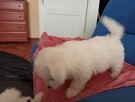 Bichon Frise - 3