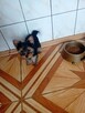 Yorkshire terrier Gotowe do odbioru 1200zl - 5