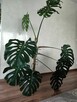 Monstera deliciosa dziurawa - 2