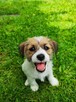 Jack Russell Terrier - 5