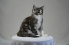 Kocięta Maine Coon - 3