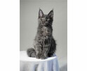 Kocięta Maine Coon - 4