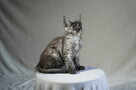 Kocięta Maine Coon - 2