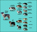 Reproduktor - Krycie - Border Collie - 6