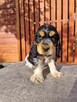 Cocker Spaniel piesek GOTOWY DO ODBIORU - 4