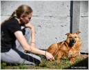 Ruta – niewielka suczka z wielkim bagażem doświadczeń - 2